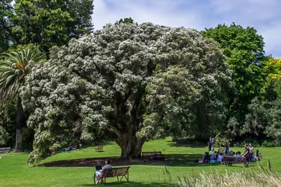 melaleuca-linariifolia--1