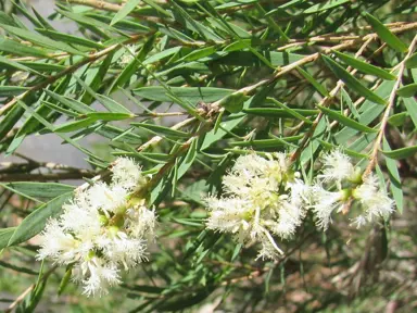 melaleuca-linariifolia-