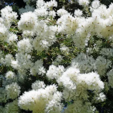 Melaleuca Snowflake shrub covered in white flowers.