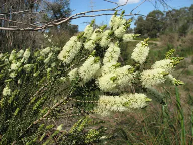 melaleuca-squarrosa-