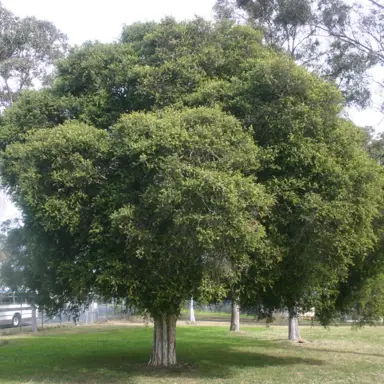 melaleuca-styphelioides--1