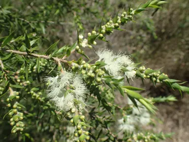 melaleuca-styphelioides-