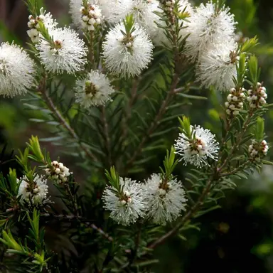 melaleuca-alternifolia-