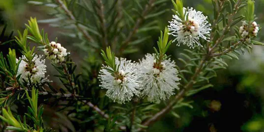 melaleuca-alternifolia-1