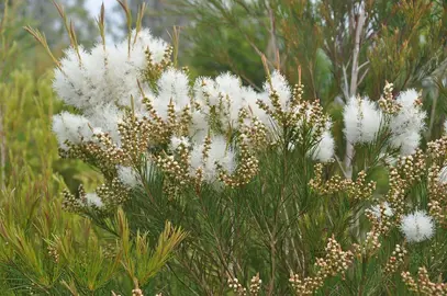 melaleuca-alternifolia-2