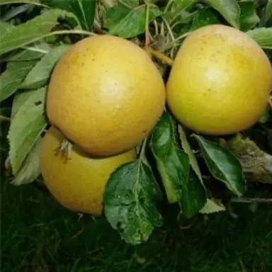 'Merton Russet' apple fruit.