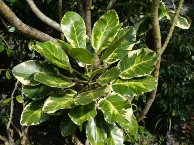 Meryta sinclairii Cream Edge tree with variegated foliage.