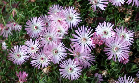 mesembryanthemum-candy-pink-