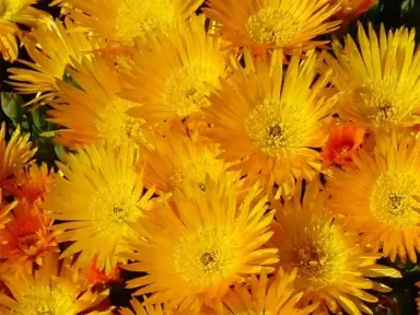 Mesembryanthemum Gold flowers.