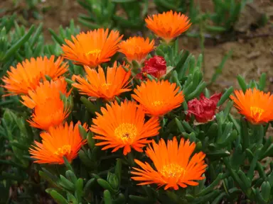 mesembryanthemum-orange-