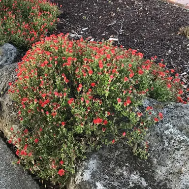 Mesembryanthemum Pete's Red plant in a rock garden.