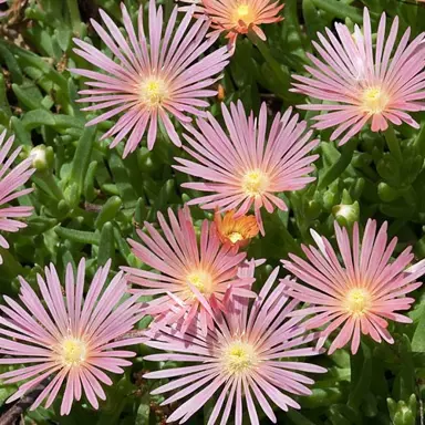 mesembryanthemum-pink-ice-