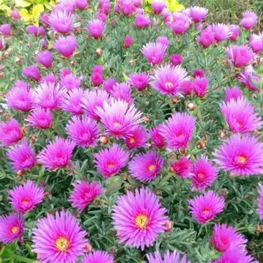 Mesembryanthemum Pink plant with masses of pink flowers.