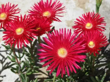 mesembryanthemum-scarlet-