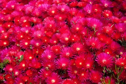 mesembryanthemum-scarlet-1