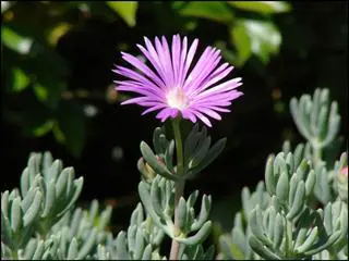 Mesembryanthemum Starry Mauve plant with a purple flower.