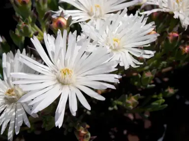 mesembryanthemum-white-