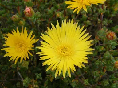 mesembryanthemum-yellow-