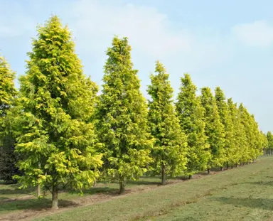 metasequoia-gold-rush-