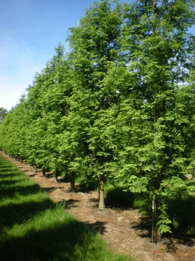 Metasequoia glyptostroboides Sheridan Spire trees.