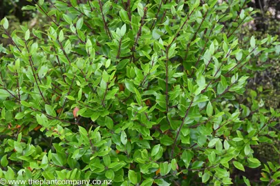 Metrosideros bartlettii shrub with lush green foliage.