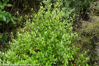 Metrosideros bartlettii shrub with dense, green foliage.