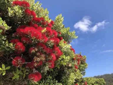 Metrosideros Midas tree with red flowers.