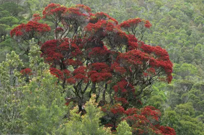 A Metrosideros robusta (Northern Rata) tree in full flower in a native reserve.