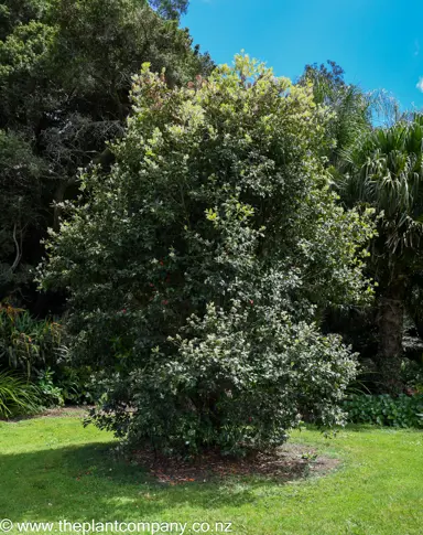 Metrosideros 'Spring Fire' tree in a park with olive-green foliage.