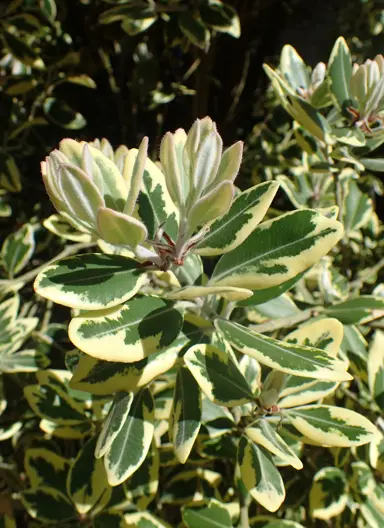 metrosideros-kermadecensis-variegata-1