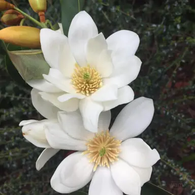 Michelia Starbright white flowers.