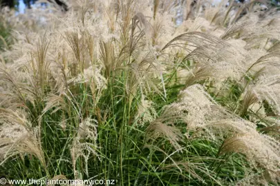 miscanthus-gracillimus-