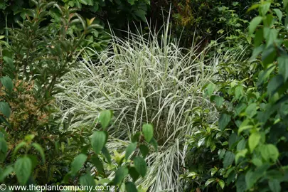 Miscanthus Sinensis Variegatus plant surrounded by shrubs.