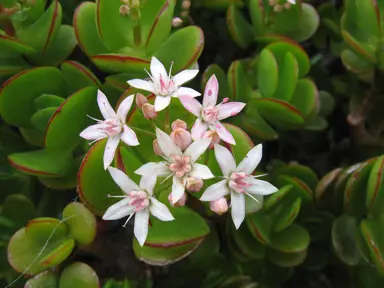 crassula-ovata-