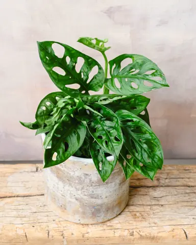 Monstera Monkey Mask plant growing in a pot.