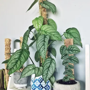 Monstera siltepecana plant growing up a pole.