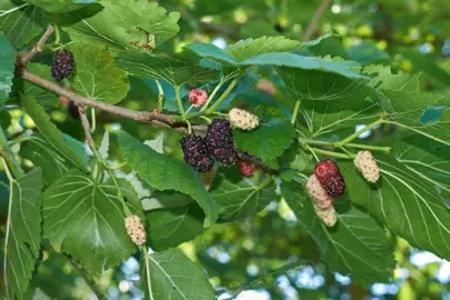 Morus alba tree with green foliage and white berries.