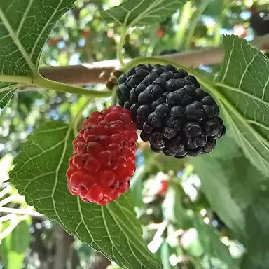 Morus nigra 'Wellington' tree with green foliage and black berries.