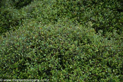 Muehlenbeckia axillaris growing as a ground cover.
