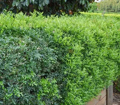 Murraya Hip High green hedge.