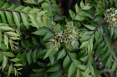 Murraya koenigii plant with lush green foliage and cream flowers.