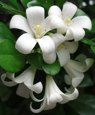 murraya-paniculata-3