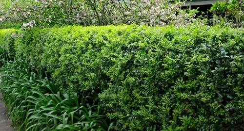 Murraya Sweet Privacy green hedge.