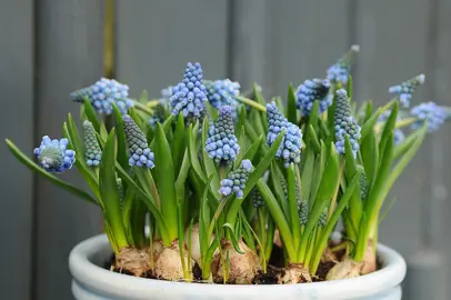 muscari-blue-magic-2