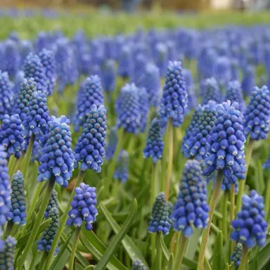 muscari-blue-magic-4