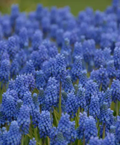 muscari-blue-magic-5