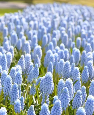 muscari-valerie-finnis-2