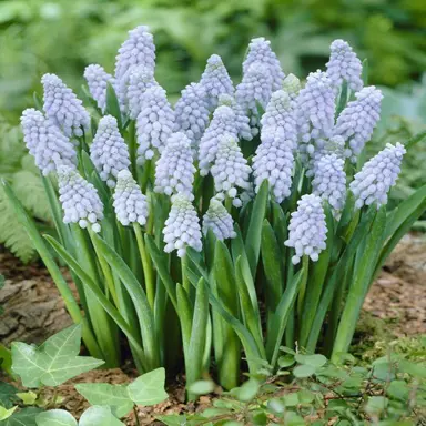 muscari-valerie-finnis-3