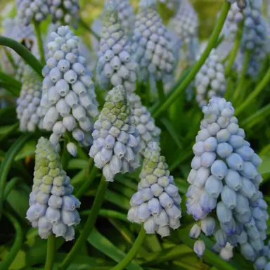 muscari-valerie-finnis-4