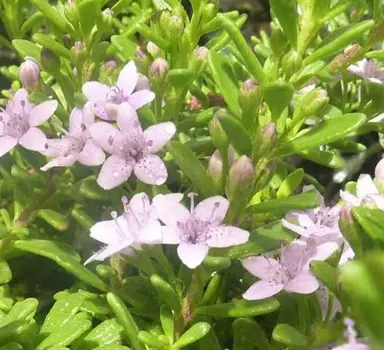 Myoporum Fine Leaf Pink plant with pink flowers.